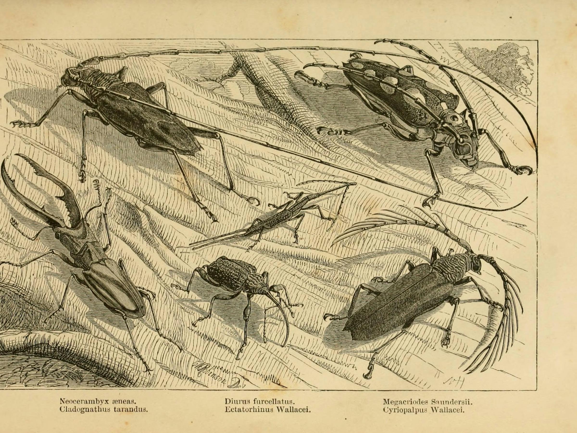 Some of the ‘remarkable beetles’ Wallace collected in Borneo.