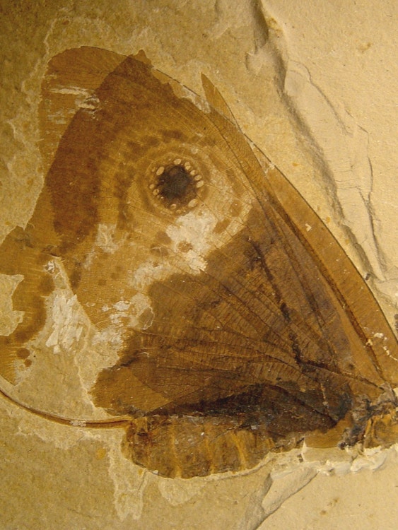 “Jurassic Butterfly:” Ancient Insect Shows Modern Qualities | Inverse
