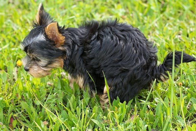 dog poop