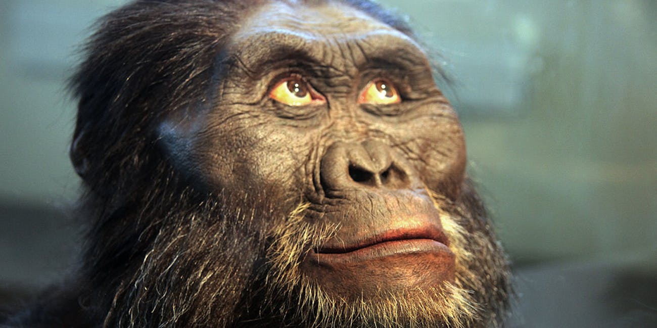 A reconstruction of the head of an Australopithecus afarensis -- a human ancestor -- on display in the Hall of Human Origins in the Smithsonian Museum of Natural History in Washington, D.C.