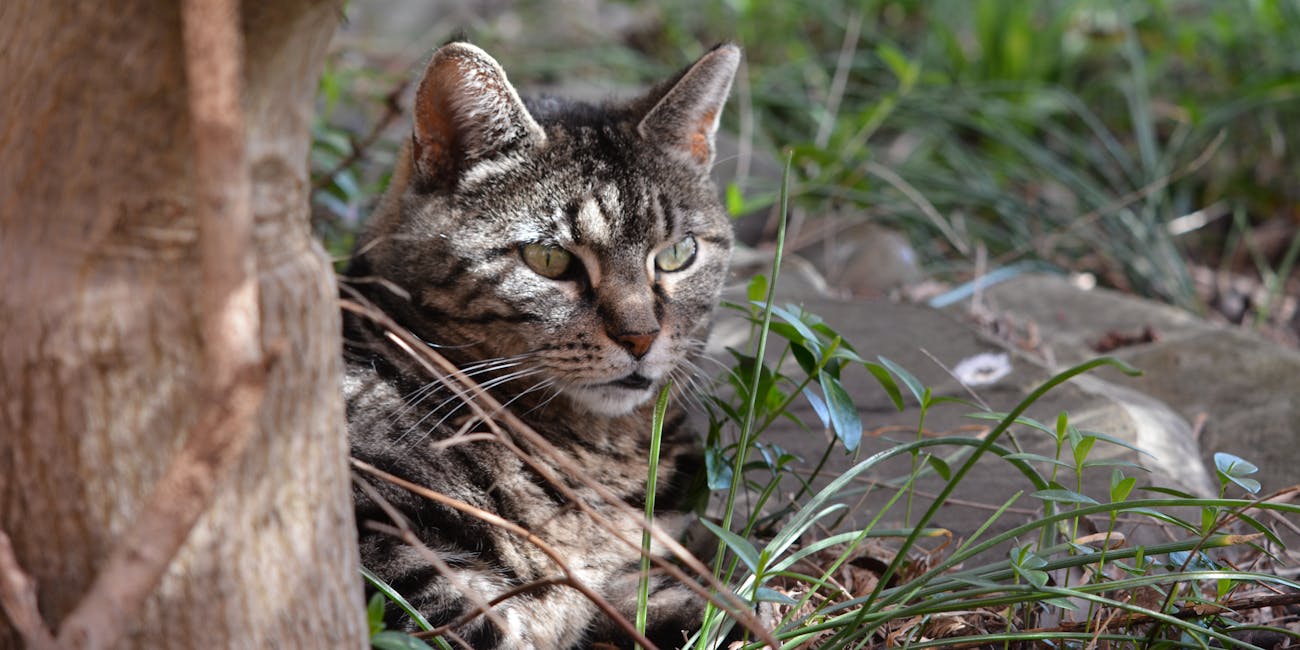 Feral tabby cat