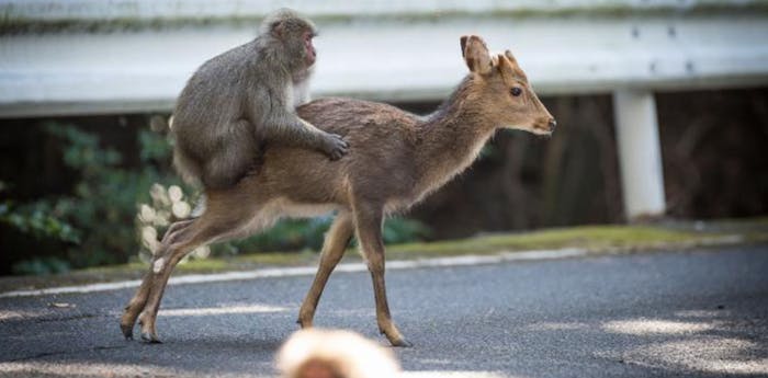 this-male-monkey-tried-to-mate-with-this-deer.png