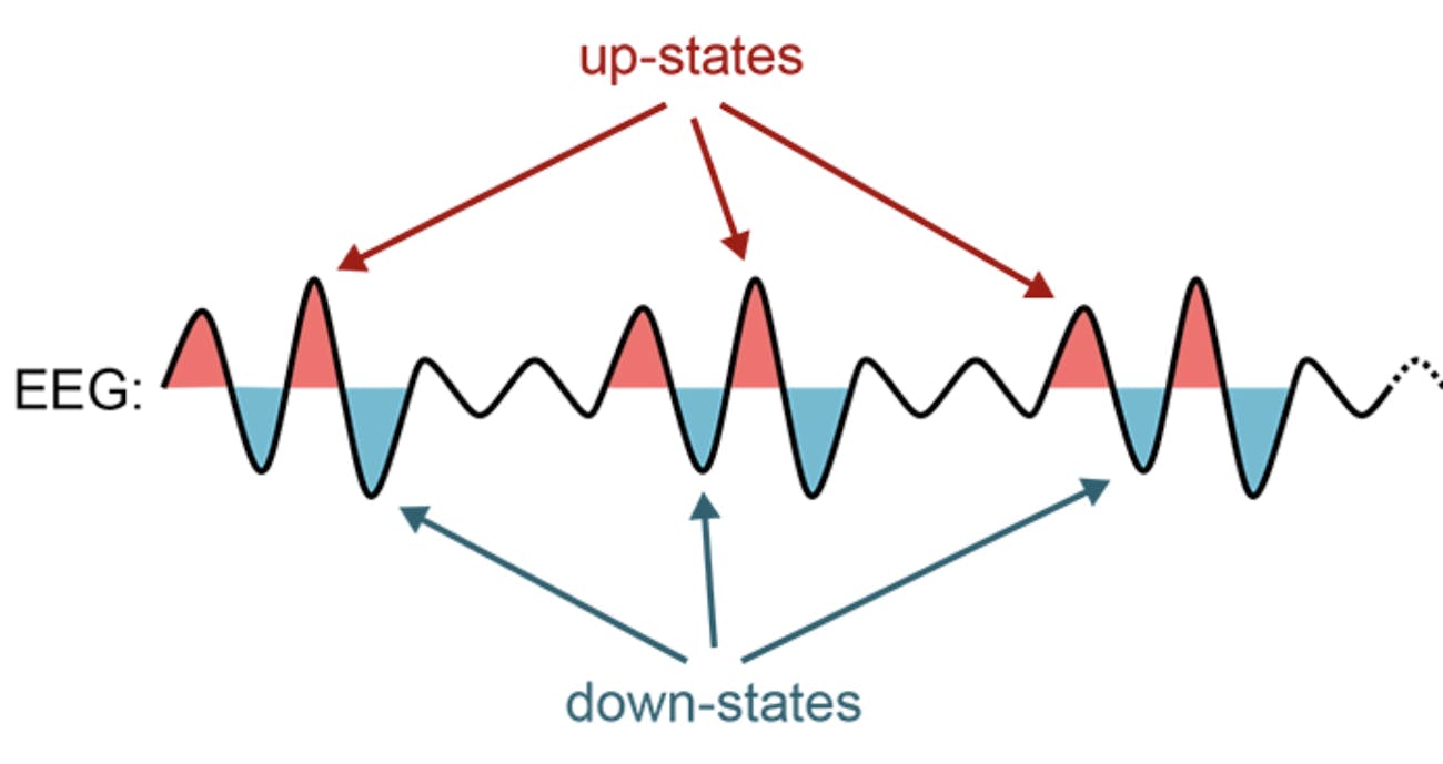 brain states sleep learning