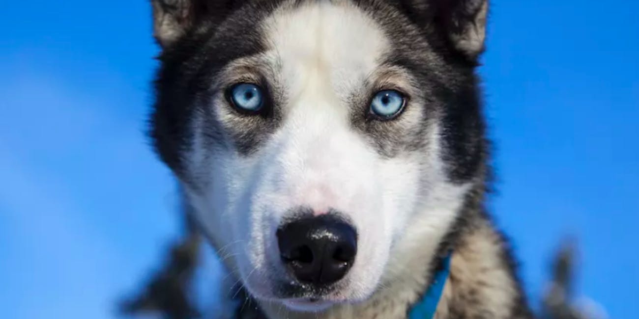 why do siberian huskies have blue eyes study points to chromosomes