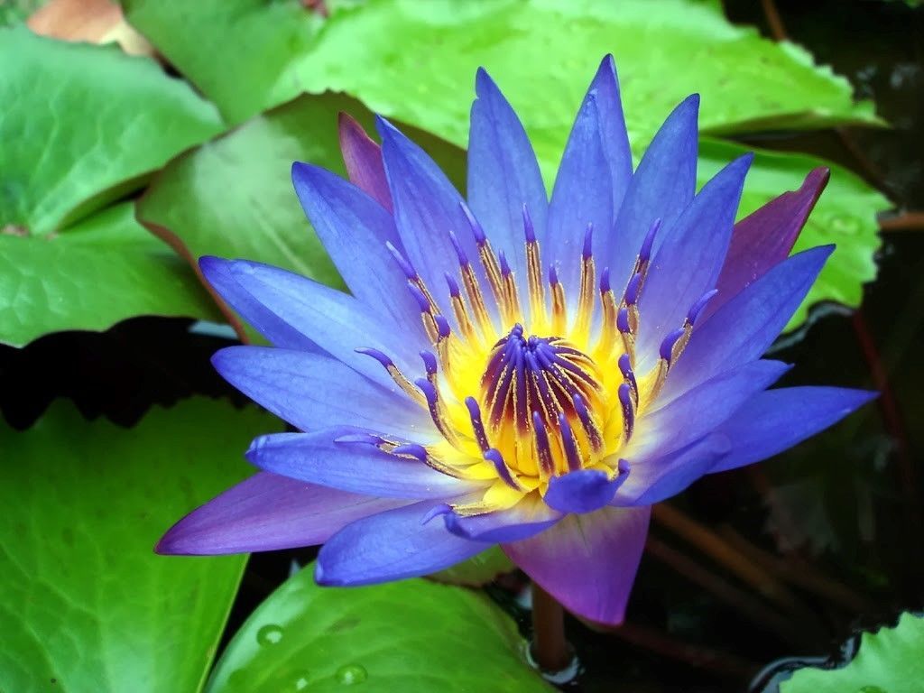 water-lily-blue-egyptian-nymphaea-caerulea-10-57jpg.jpeg