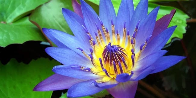 The Secret High-Inducing Power of Blue Water Lilies | Inverse