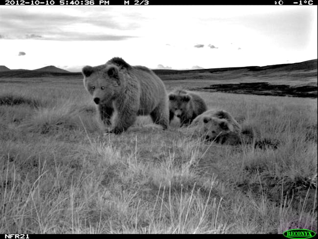 p.p1 {margin: 0.0px 0.0px 0.0px 0.0px; font: 11.0px 'Trebuchet MS'; -webkit-text-stroke: #000000} span.s1 {font-kerning: none} Female with 2 cubs(3).jpg: A family of Himalayan brown bears, including a female and two cubs, from a camera trap study of wild bears in northern Pakistan. Credit: Norwegian University of Life Sciences and Snow Leopard Foundation.