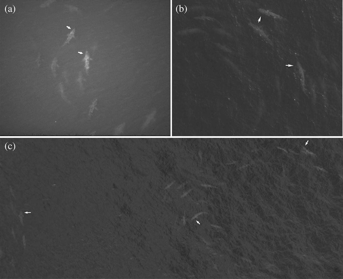 shark swarms