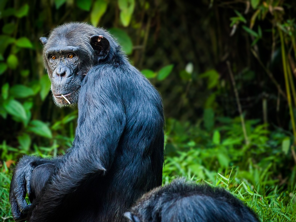 chimpanzee monkey predation