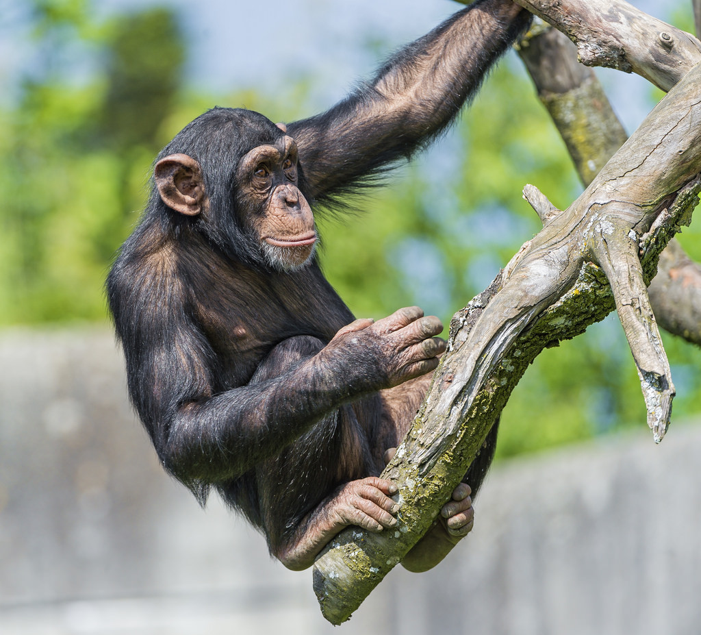 female chimpanzee weight