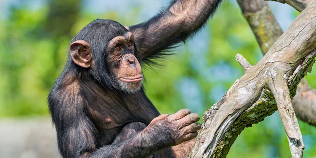 More Fast-Twitch Muscles Make Chimpanzees Stronger Than Humans | Inverse