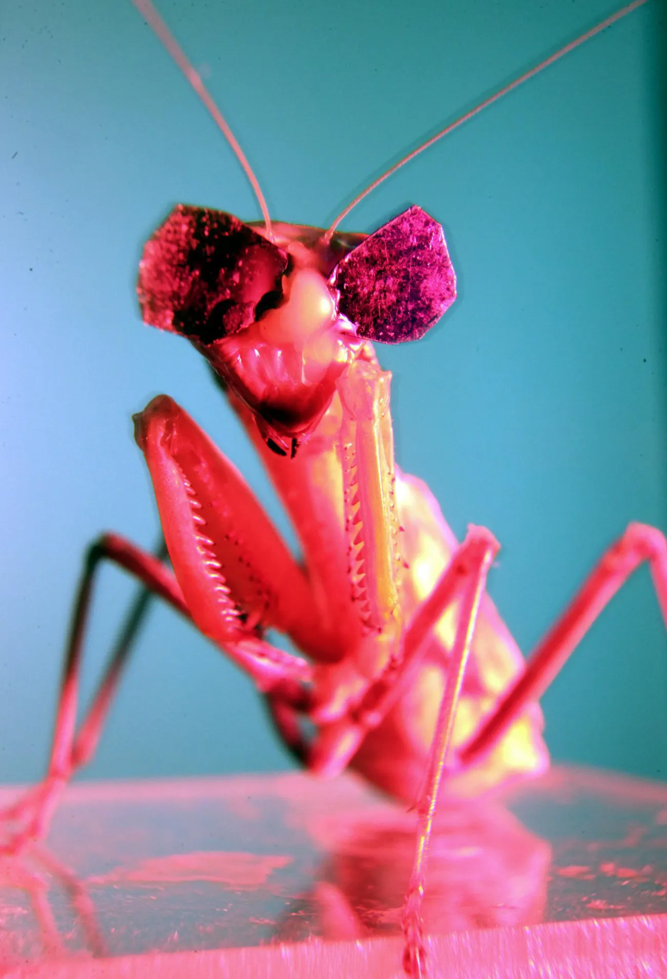 Mantises Wore Tiny 3d Glasses So Humans Could Learn How To