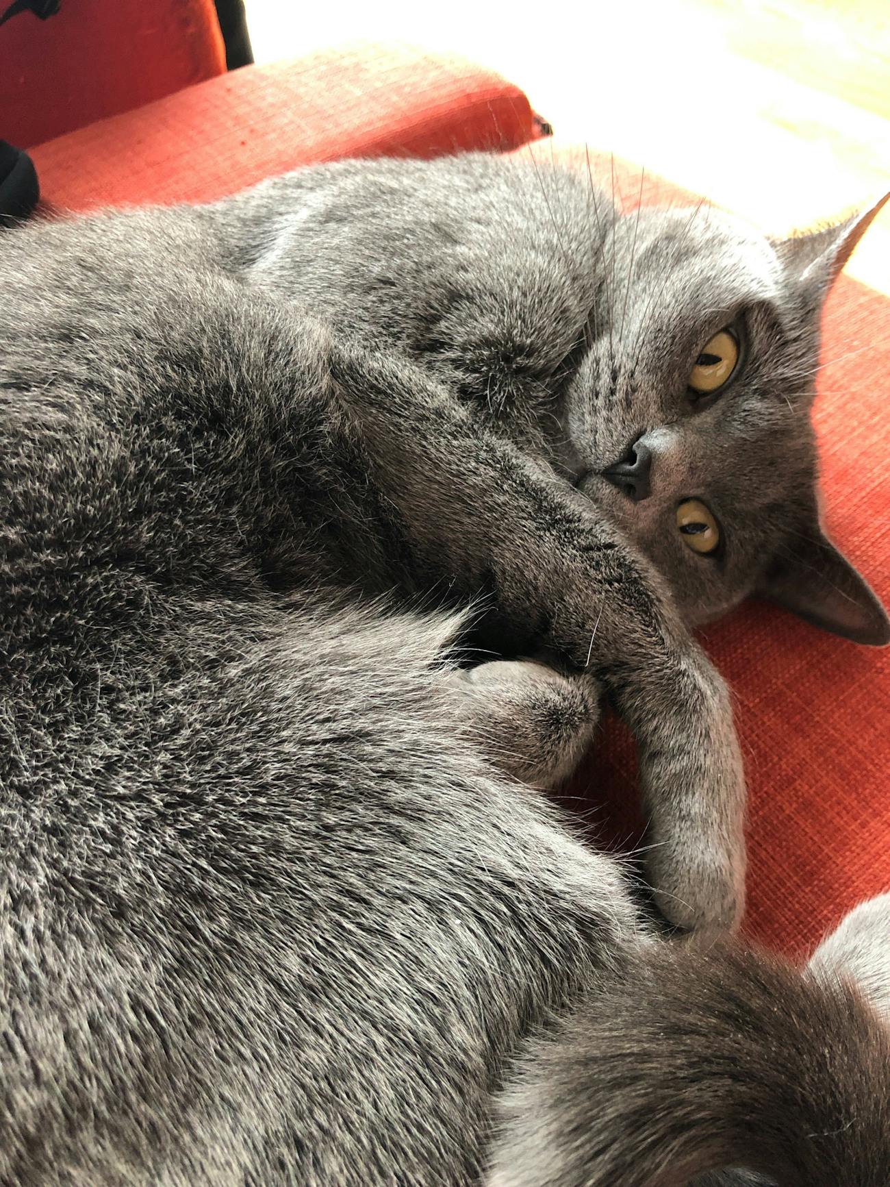 Cat Science 2 Key Behaviors Can Tell You If Your Furry
