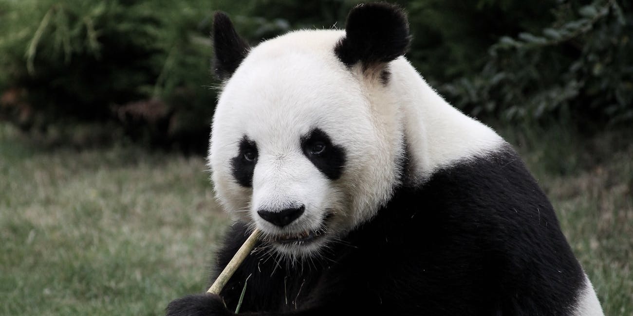 In conclusion, the giant panda is a land of contrasts.
