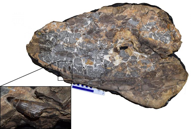 ancient crocodiles melksham monster