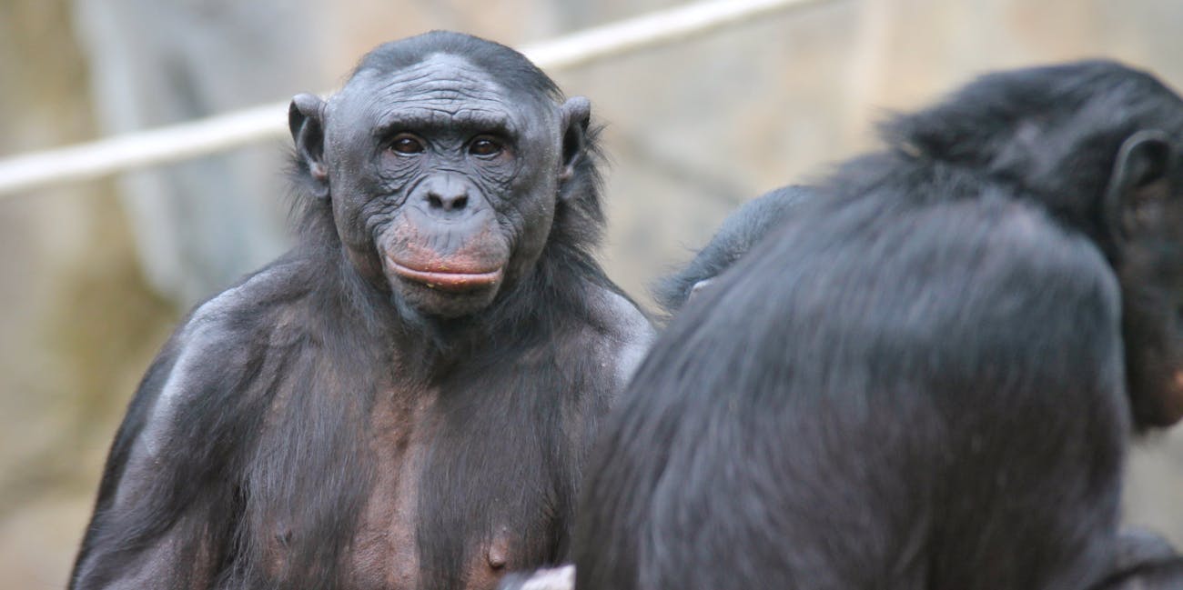 Bonobo
