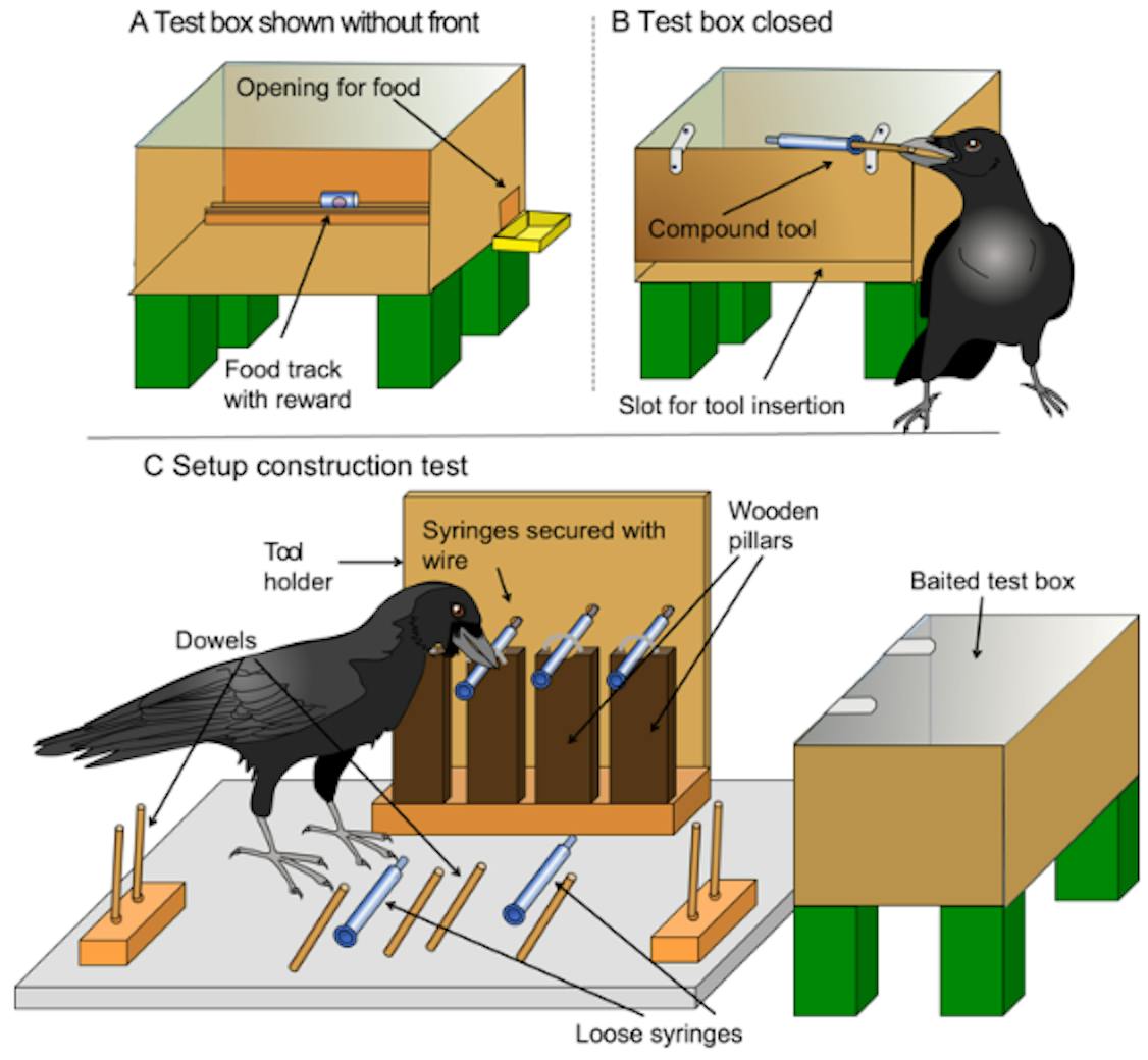 crow experiment