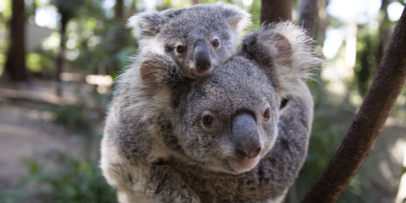 koala and baby