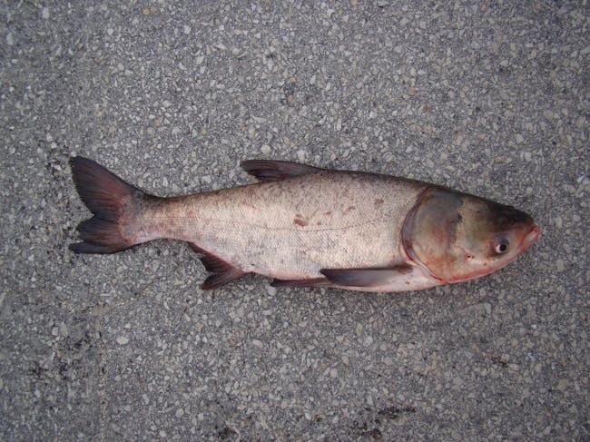 Bighead Carp