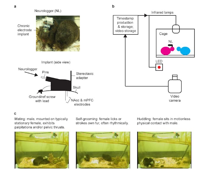 prairie vole neuroscience mating pair bond bonding figure brain science