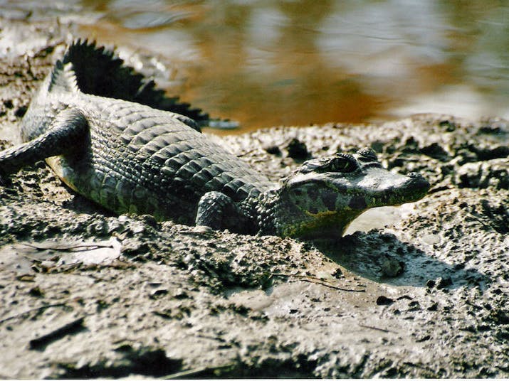 Caiman, crocodile