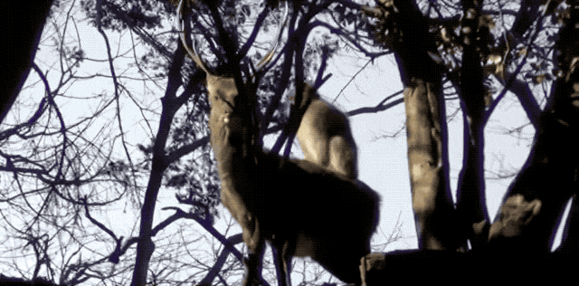 female-japanese-macaques-may-be-practicing-for-later-sexual-encounters-with-their-own-species.gif