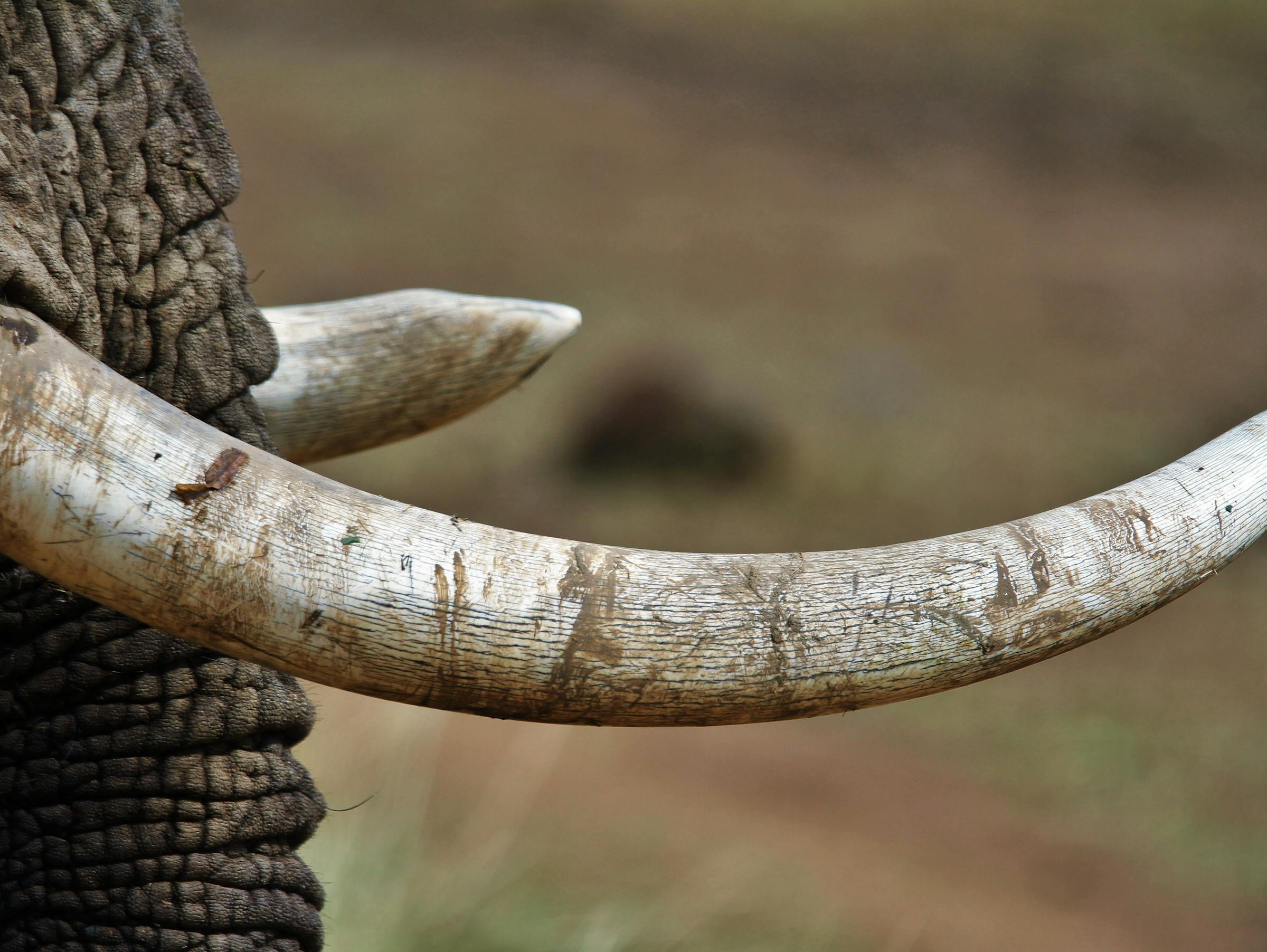 elephant husk