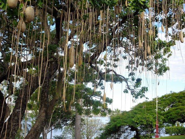 Brisbane. Sausage Tree in the gardens of Newstead House with the brisbane River in the background. This unsual tropical tree is Kigelia africana.The sausage fruits can be two feet long. JPG