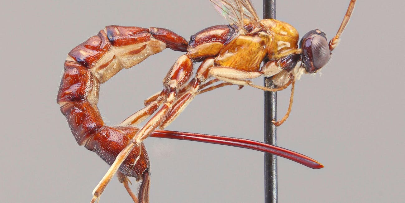 Clistopyga crassicaudata has a scary-ass ovipositor.