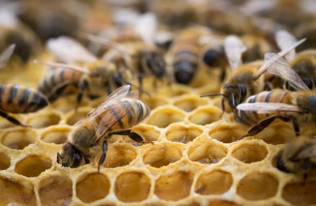 Inside The Bee Hive Free Stock Photo - Public Domain Pictures