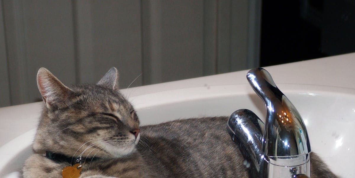 Why Cats Love Drinking from the Sink, According to Science
