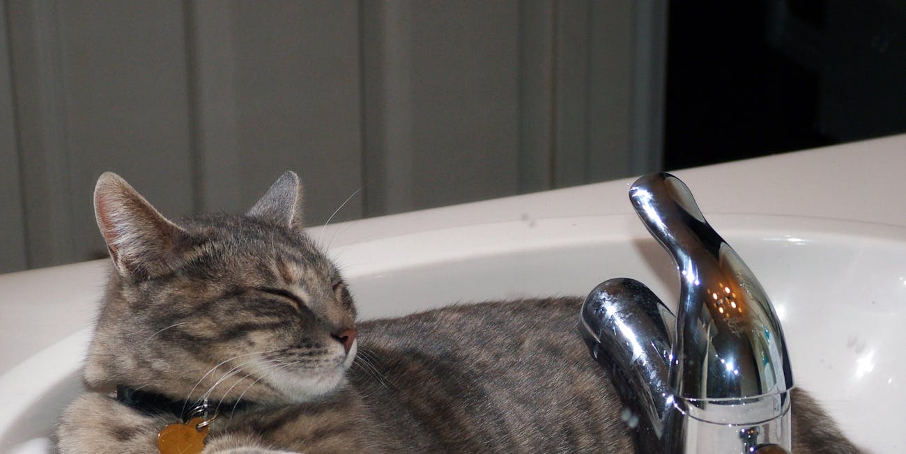 Sink Sleeping