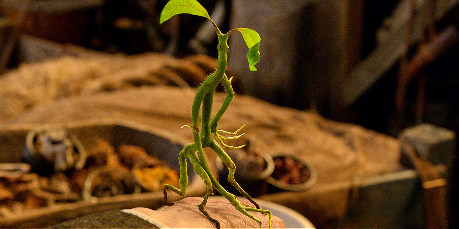 Bowtruckle