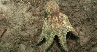 California two-spot octopus
