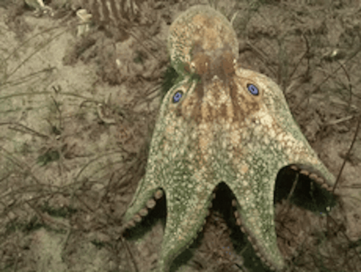 California two-spot octopus