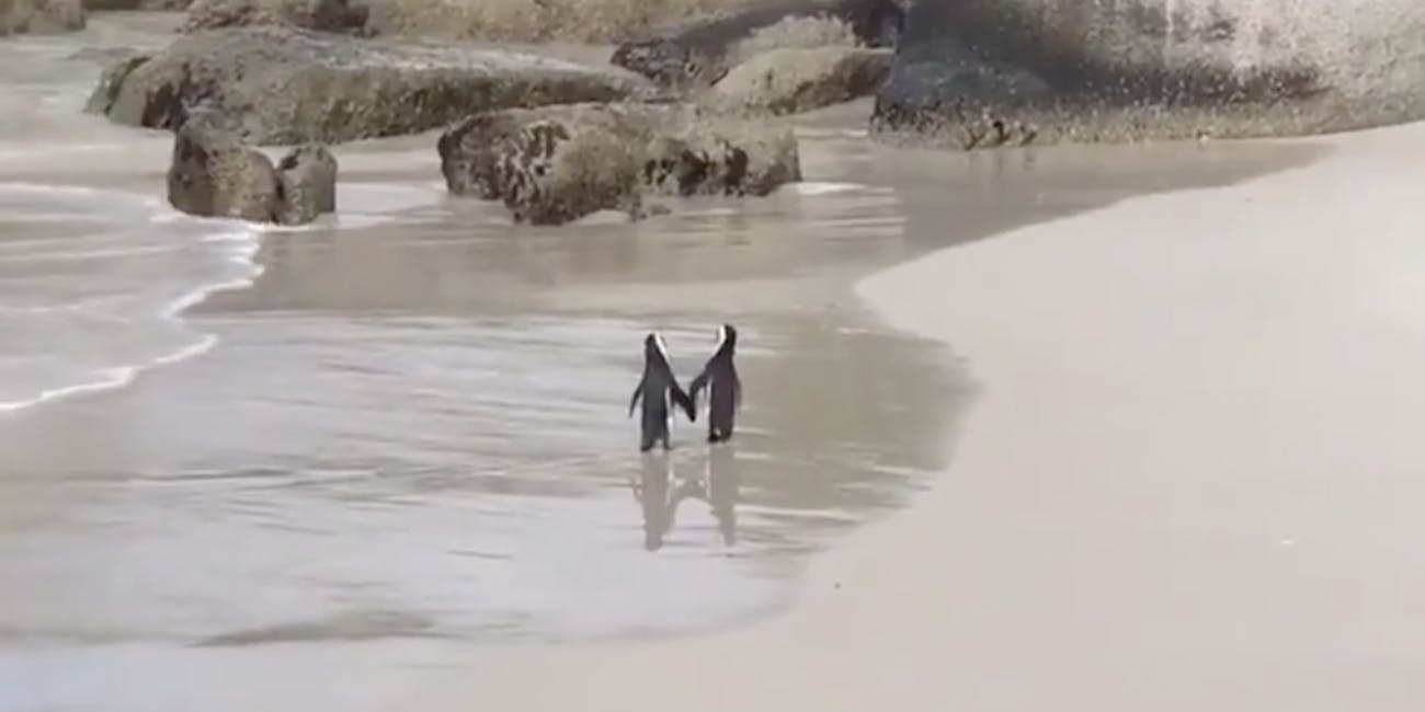 Penguins holding hands