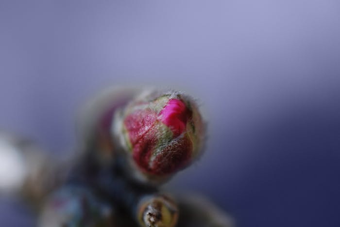 This is a bitter Almond bud (I.E. almond with pink flowers not eatable - I don't know the exact name) NOW I've macro extension tube and it's near springtime: prepare to watch a lot of shot like this......;-) View On Black