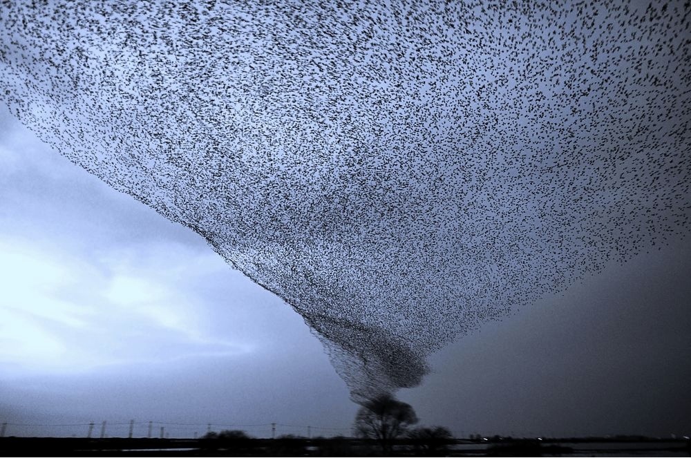 flocks of birds flying in circles flocks of birds flying in circles