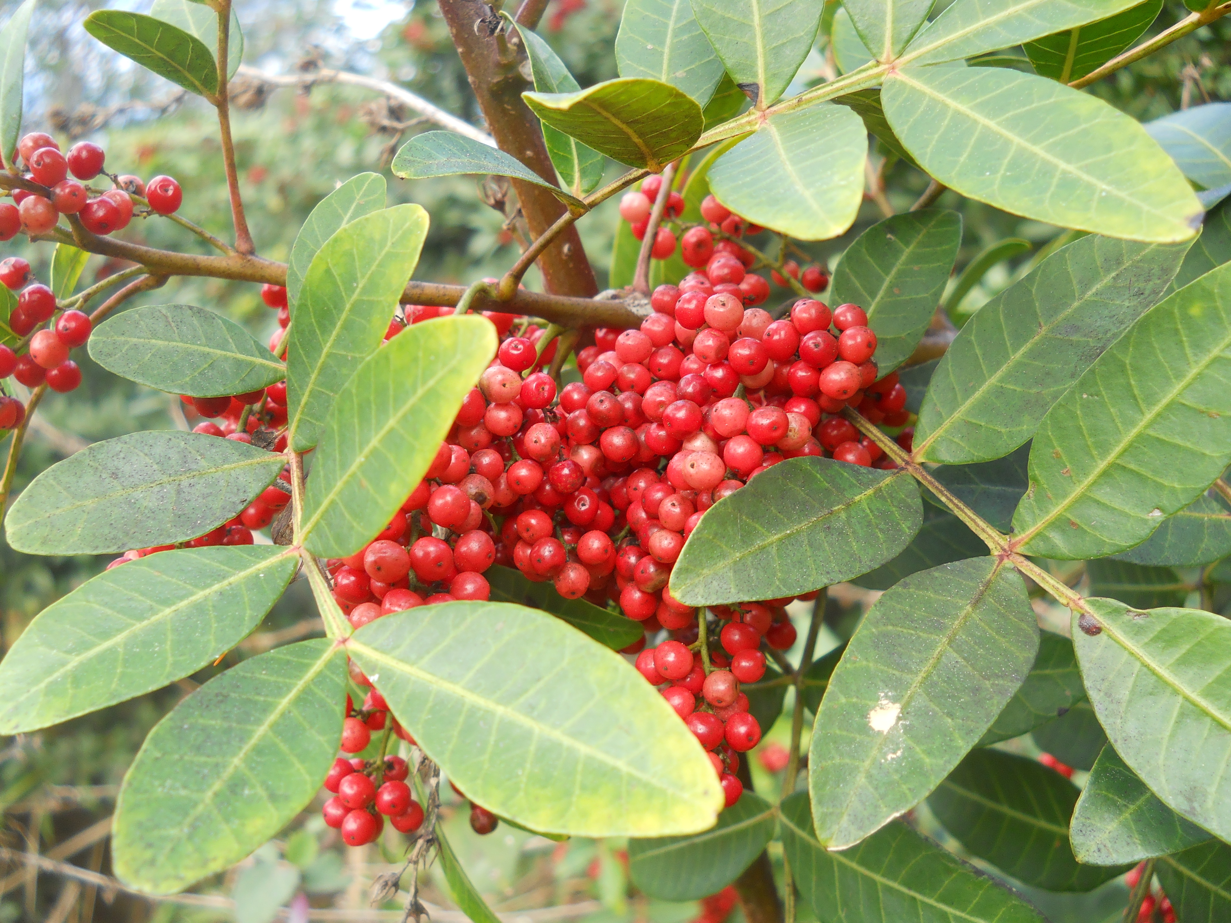 Scientists Use Invasive Brazilian Peppertree To Treat MRSA | Inverse