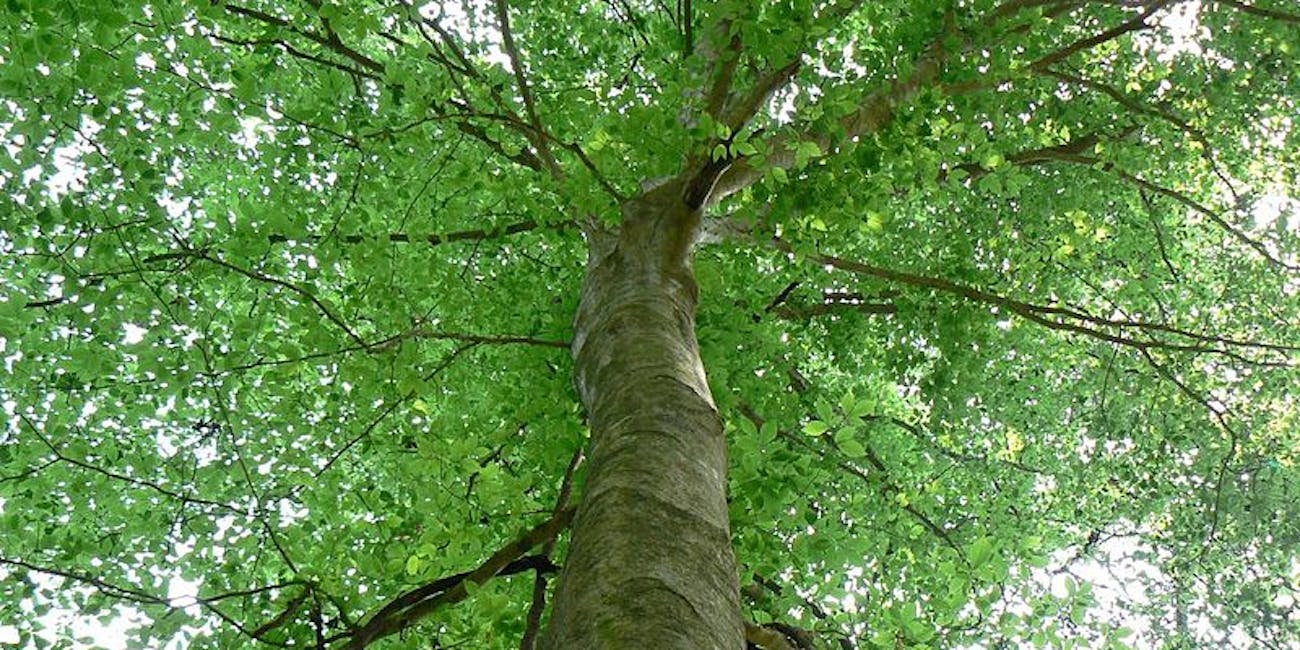 American beech tree