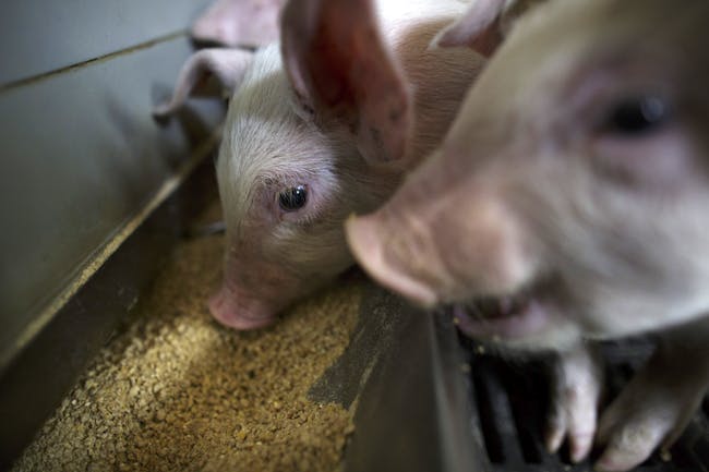 pig eating feed farm