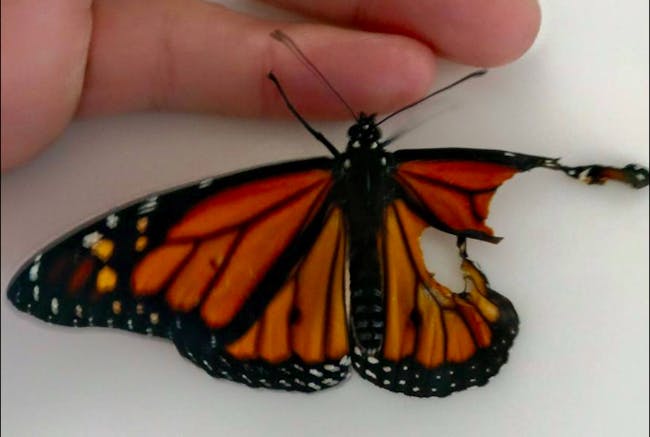 Monarch butterfly with broken wing