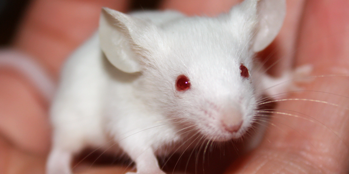 What We Talk About When We Talk About Lab Mice Inverse
