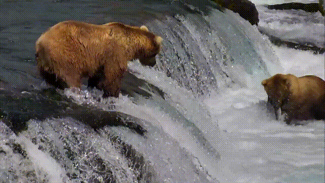 bears-fishing-for-salmon-at-the-falls.gif