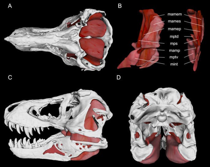 t rex with spikes on head