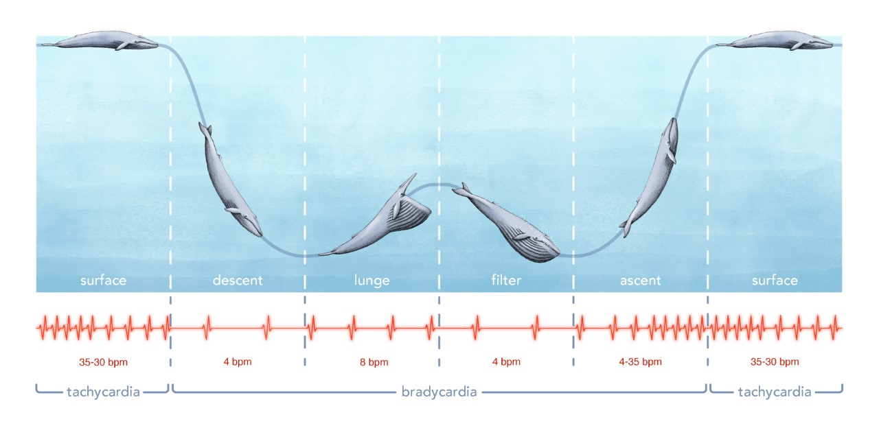 Blue Whale Size Chart