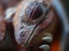 discovery channel dinosaur documentaries