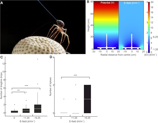 ballooning spiders