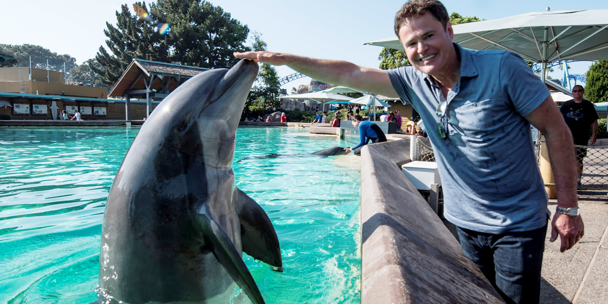 Dead Dolphin Penises Given Fake Erections to Study Underwater Sex | Inverse