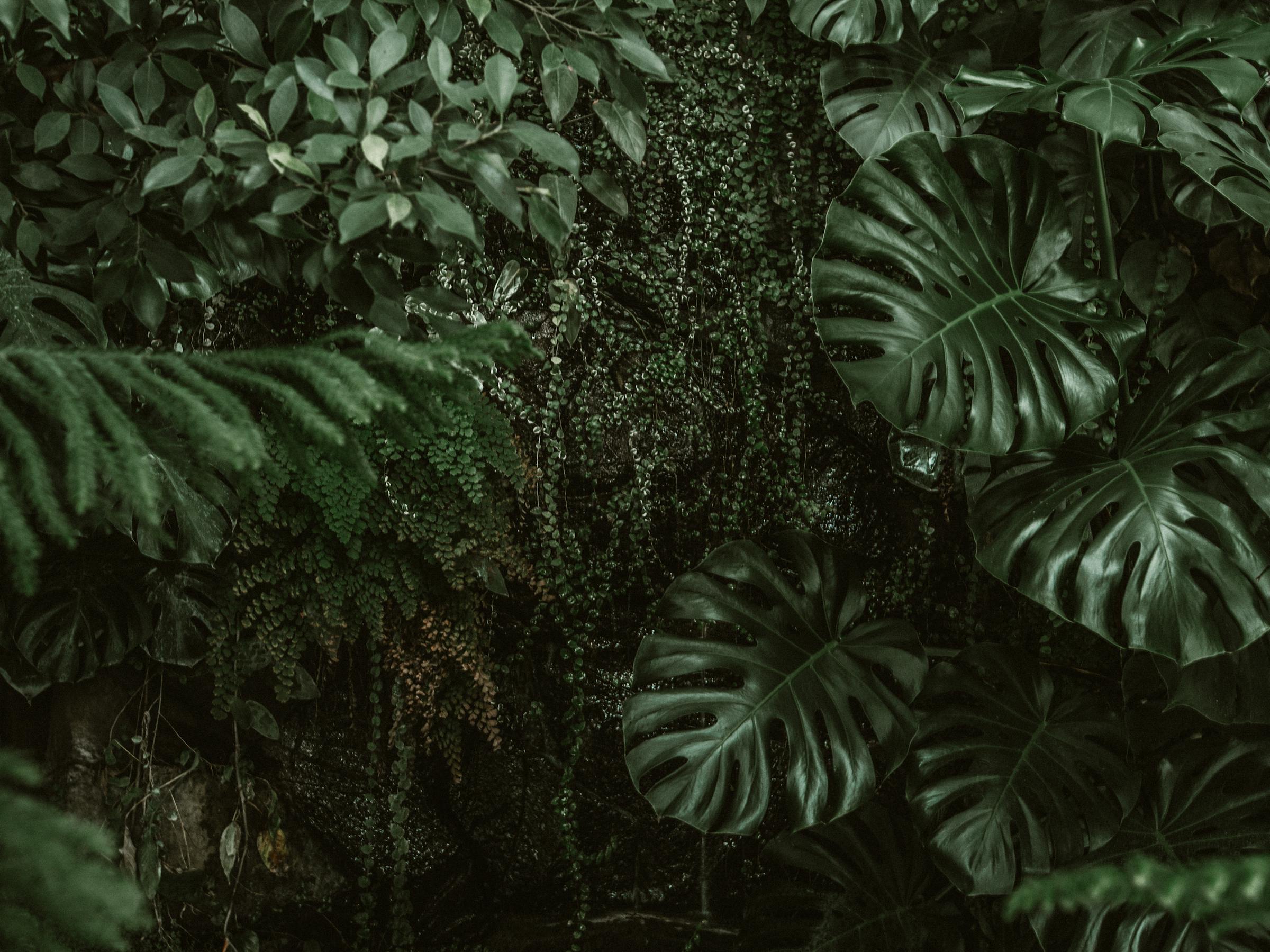 jungle